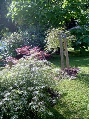 Javory dlanitolisté - Acer palmatum ´Dissectum´ - stříhanolisté - skupinka u skleníku, 2005