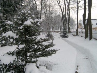 Jedle (Abies) - skupina za altánem 2006