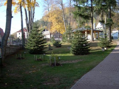 Jedle (Abies) - skupina za altánem, 2005