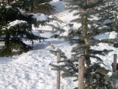 Jedle (Abies) - skupinka v horním parku  2006