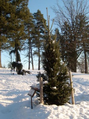 Jedle bělokorá - sloupovitá, Abies alba ´Pyramidalis´, 2006
