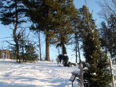 Jedle bělokorá - sloupovitá, Acer palmatum ´Pyramidalis´, 2006