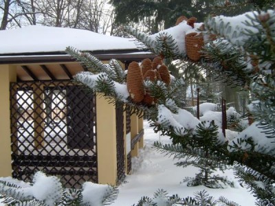 Jedle korejská - Abies koreana šištice a vřetena loňská