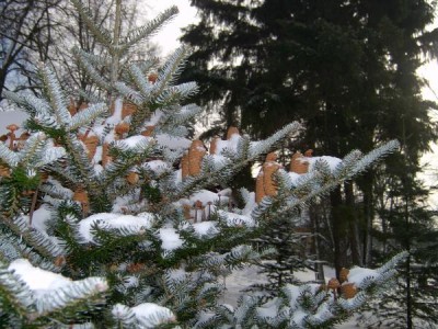 Jedle korejská - Abies koreana šištice