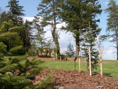 Jedle plstnatoplodá - stříbrná - Abies laciocarpa ´Argentea´ vpravo