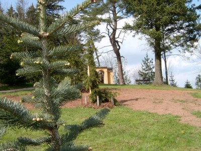 Jedle plstnatoplodá - stříbrná Abies laciocarpa ´Argentea´