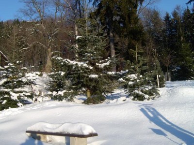 Jedle (Abies), skupina horní park, v pozadí památná lípa (Tilia) žampašská, zima 2006