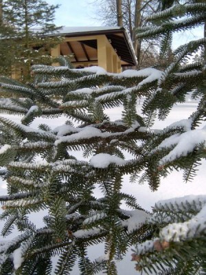 Jedle španělská - Abies pinsapo v zimě 2005