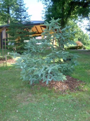 Jedle španělská - Abies pinsapo 2005