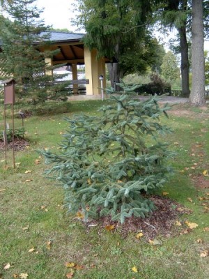 Jedle španělská - Abies pinsapo 2005