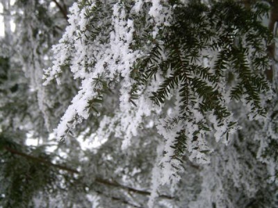   Jedlovec kanadský - Tsuga canadensis v zimě, 2006