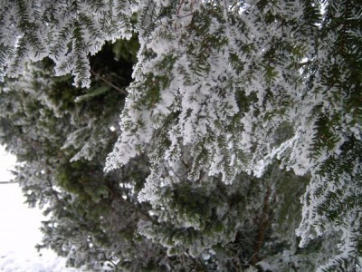 Jedlovec  kanadský - Tsuga canadensis   v zimě, 2006