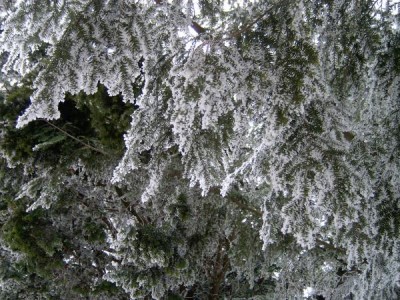   Jedlovec  kanadský - Tsuga canadensis v zimě, 2006