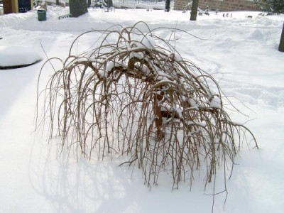 Jerlín japonský - převislá forma Sophora japonica ´Pendula´