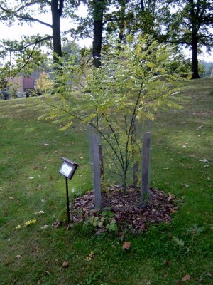 Jerlín japonský, Sophora japonica, 2005