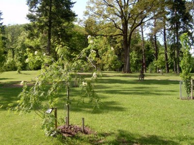 Jeřáb obecný - převislá forma Sorbus aucuparia ´Pendula´