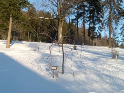 Jeřáb obecný - převislý Sorbus aucuparia ´Pendula´  v zimě 2006
