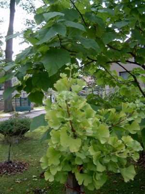 Jinan dvoulaločný - Ginkgo biloba ´Mariken´ 2005