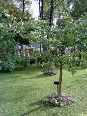 Jinan dvoulaločný, Ginkgo biloba ´Pragensis´, 2005