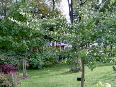 Jinan dvoulaločný, Ginkgo biloba ´Pragensis´ 2005