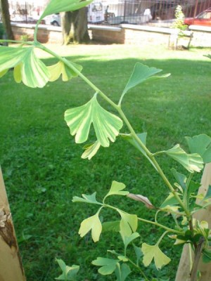 Jinan dvoulaločný- pestrolistý Ginkgo biloba ´Autumn gold´, mladý stromek 2005