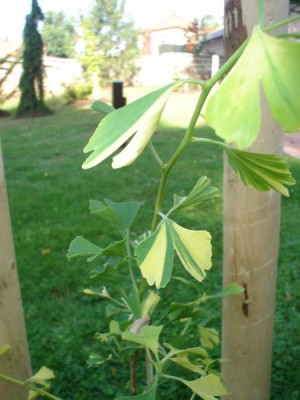 Jinan dvoulaločný- pestrolistý Ginkgo biloba ´Autumn gold´, mladý stromek 2005