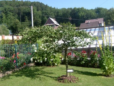 Jinan dvoulaločný, Ginkgo biloba ´Pragensis´ 2005