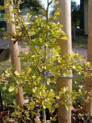 Jinan dvoulaločný, Ginkgo biloba ´Tubifolia´ 2005