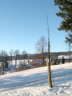 Jinan dvoulaločný - Ginkgo biloba  vzrostlý stromek po přesazení do horního parku, zima 2006