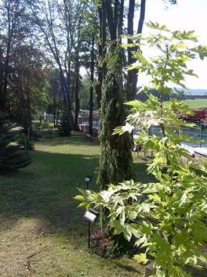 Kalopanax  Kalopanax pictus, 2005