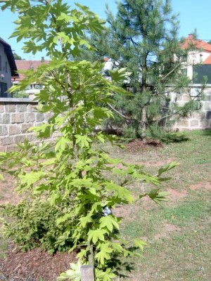 Kalopanax Kalopanax pictus, 2005