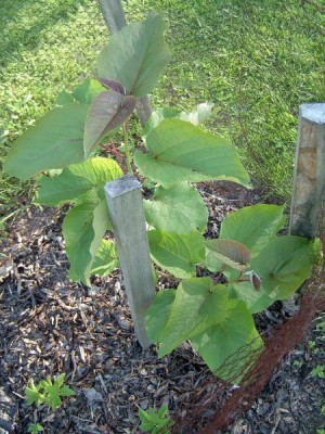 Katalpa křížená - červenající Catalpa x Erubescens ´Purpurea´
