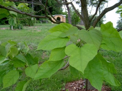 Katalpa trubačovitá , Catalpa bignonioides 2005