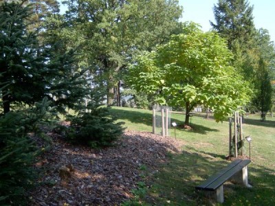 Katalpa trubačovitá - Catalpa bignonioides  a skupina jedlí v horním parku, 2005