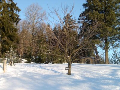 Katalpa trubačovitá - Catalpa bignonioides zima 2006