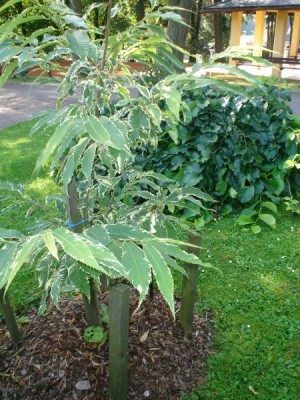 Kaštanovník jedlý (setý) - pestrolistá forma, Castanea sativa ´Variegata´, 2005