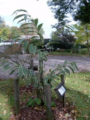 Kaštanovník jedlý, pestrolistý, Castanea sativa ´Variegata´, 2005