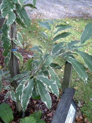 Kaštanovník jedlý, pestrolistý, Castanea sativa ´Variegata´, 2005
