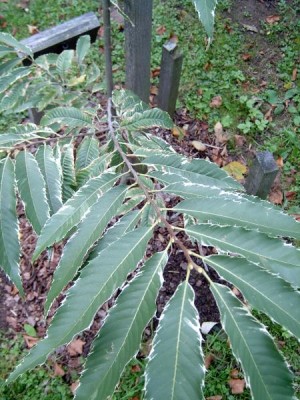 Kaštanovník jedlý - Castanea sativa 2005