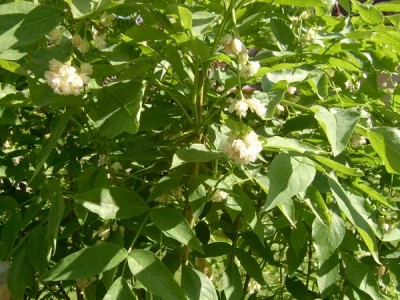 Klokoč zpeřený - Staphylea pinnata,  2005