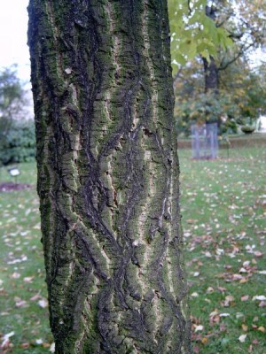 Korkovník amurský - Phellodendron amurense, borka, 2005