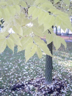 Korkovník amurský - Phellodendron amurense, podzimní zbarvení listu, 2005