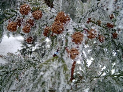 Kryptomerie japonská - Cryptomeria japonica zima 2006