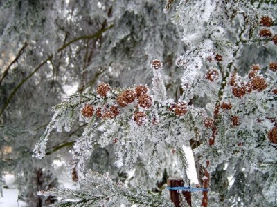 Kryptomerie japonská - Cryptomeria japonica zima 2006