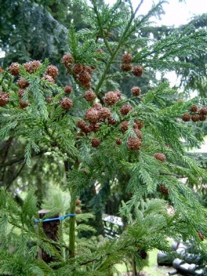 Kryptomerie japonská -Cryptomeria japonica šištice, 2005