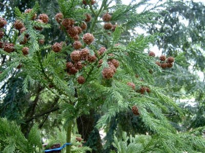 Kryptomerie japonská - Cryptomeria japonica šištice, 2005
