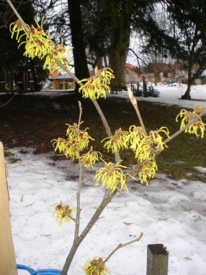 Kvetoucí vilín měkký Hamamelis molis