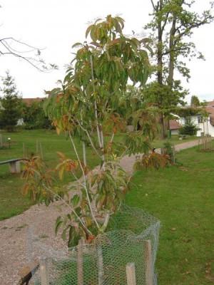 Kysloun stromovitý - Oxydendron arboreum , podzim 2005