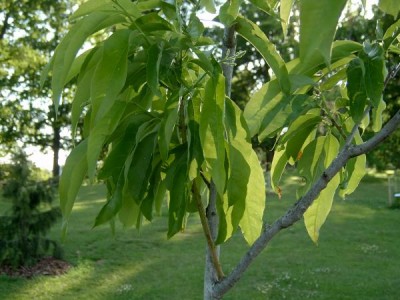 Kysloun stromový - Oxydendron arboreum v horním parku, 2005