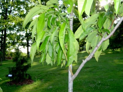 Kysloun stromový - Oxydendron arboreum v horním parku, 2005